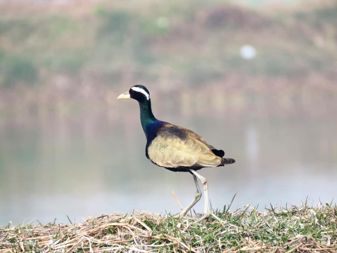 Ibishouse Farm Stay Bharatpur Bagian luar foto