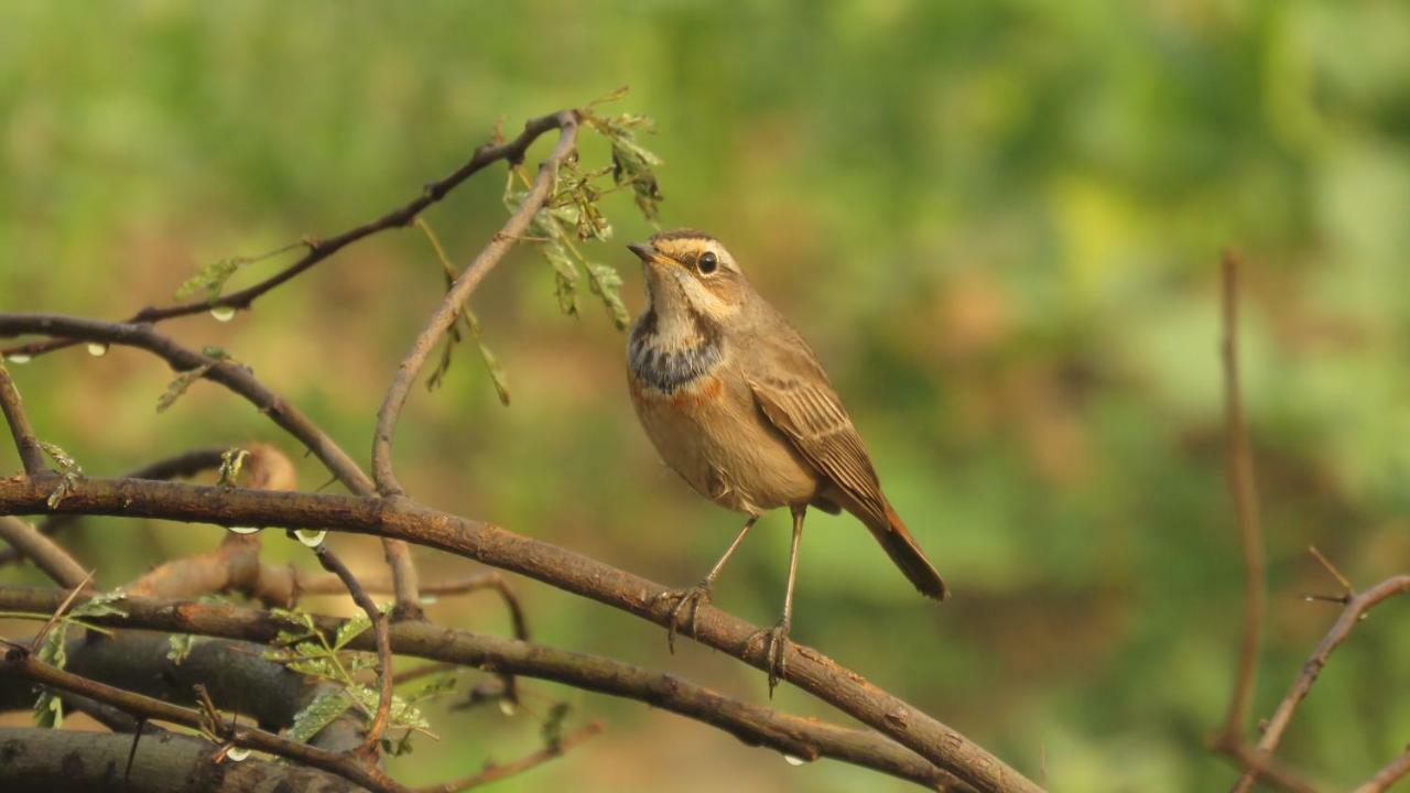Ibishouse Farm Stay Bharatpur Bagian luar foto