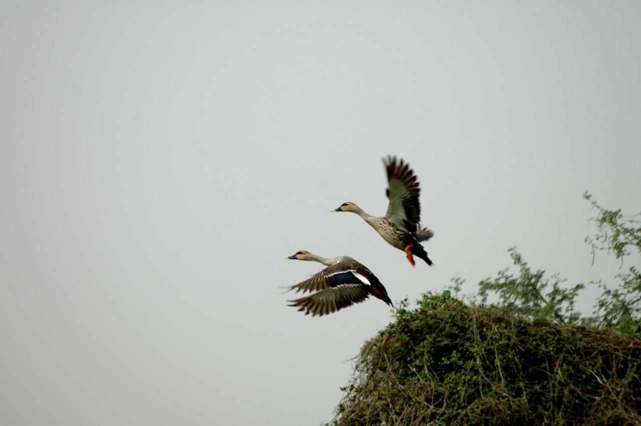 Ibishouse Farm Stay Bharatpur Bagian luar foto